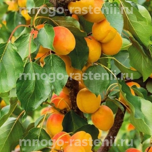 Саженцы абрикоса Выносливый