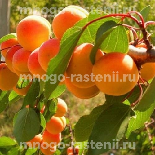 Саженцы абрикоса Выносливый
