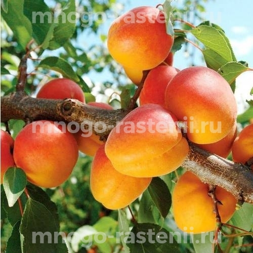 Саженцы абрикоса Цезарь