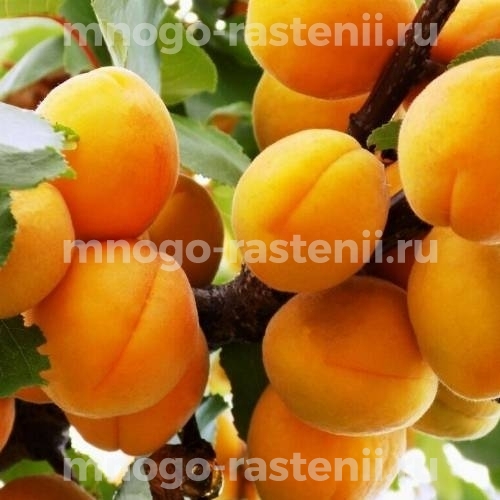 Саженцы абрикоса Золотой нектар