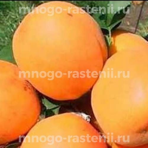Саженцы абрикоса Сатисфекшн