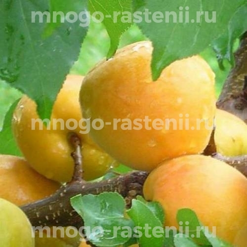 Саженцы абрикоса Лакомка