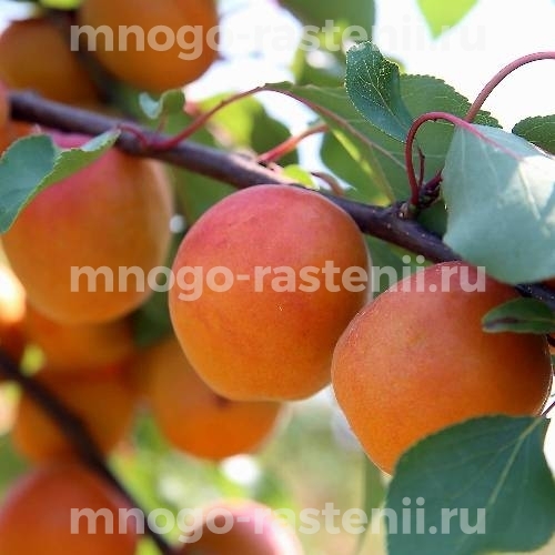 Саженцы абрикоса Аннинский
