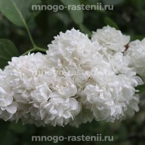 Сирень Русский Север