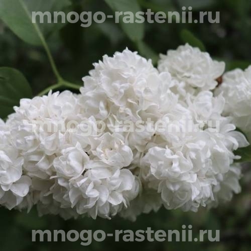 Саженцы сирени Русский Север