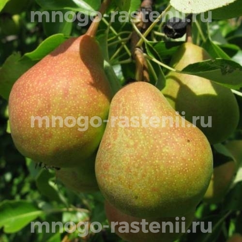 Саженцы Груши Сварог