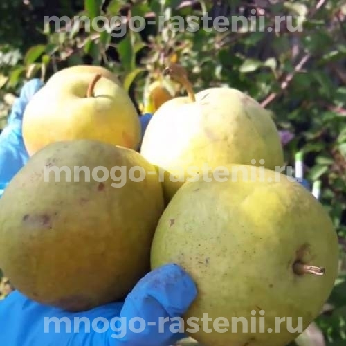 Саженцы Груши Сварог