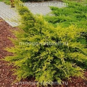 Можжевельник Куривао Голд