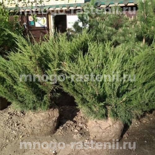 Саженцы можжевельника Мас