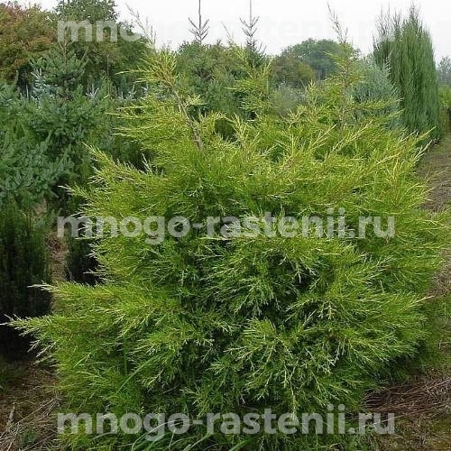 Саженцы можжевельника Куривао Голд 