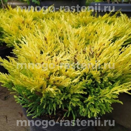 Саженцы можжевельника Лайм Глоу