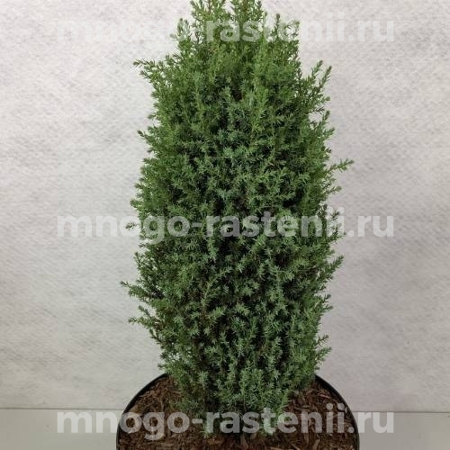Саженцы можжевельника Компресса