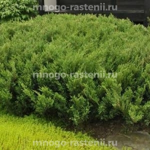 Можжевельник Мас