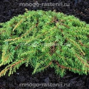 Можжевельник Грин Карпет