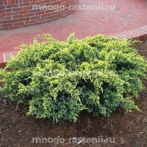 Можжевельник Дрим Джой