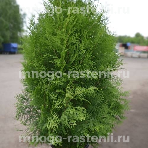 Саженцы туи Брабант