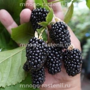 Ежевика Прайм Арк Фридом