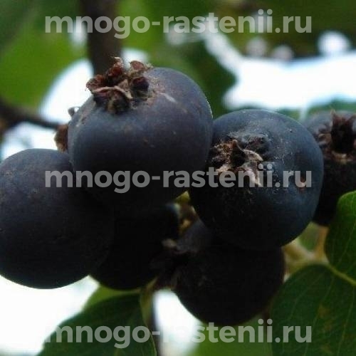Саженцы ирги Слейт