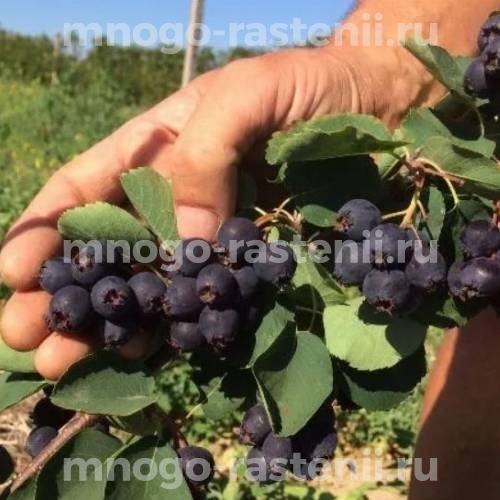 Саженцы ирги Слейт