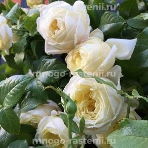 Роза Амнести Интернешнл