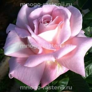 Роза Муриам