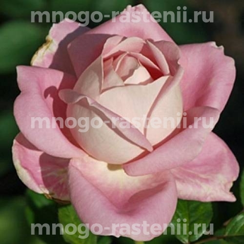Саженцы розы Муриам