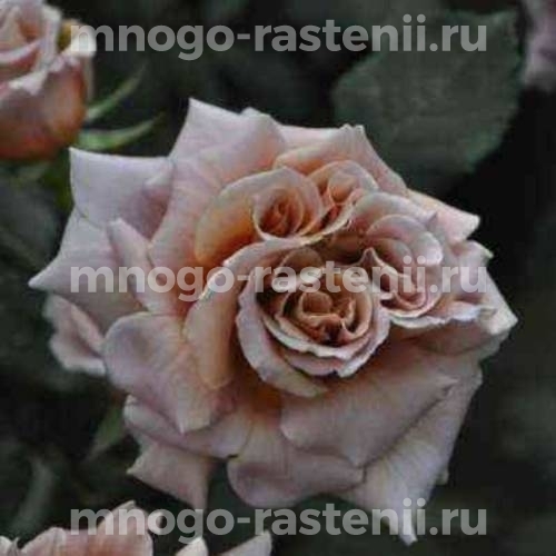 Саженцы розы Кафе Латте