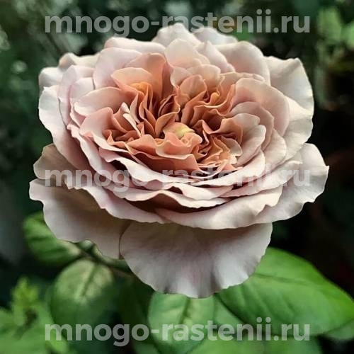 Саженцы розы Кафе Латте