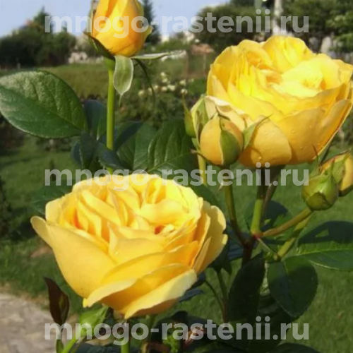 Саженцы розы Джина Лоллобриджида