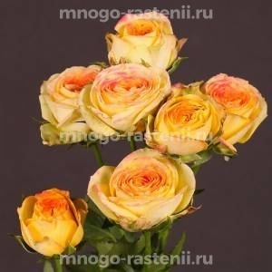 Роза Санмастер Дарк