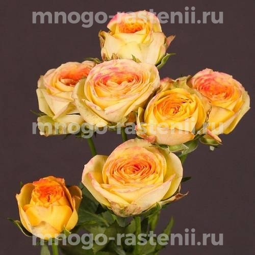 Саженцы розы Санмастер Дарк