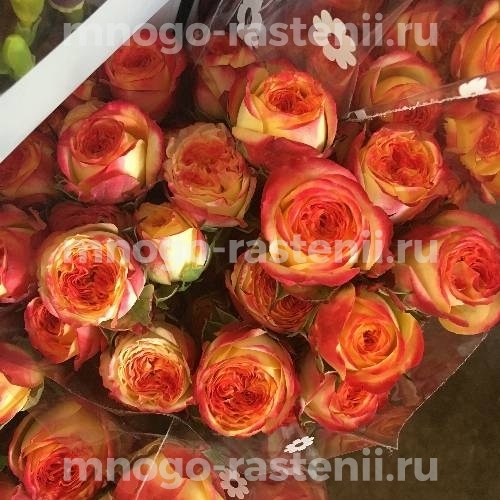 Саженцы розы Санмастер Дарк
