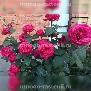 Роза 4-х ветров