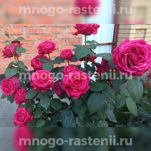 Саженцы Розы 4-х ветров