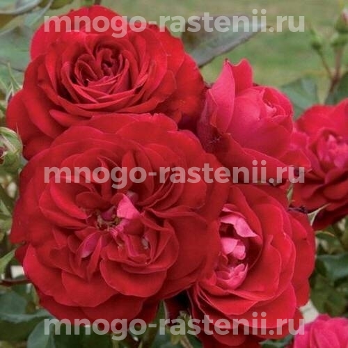 Саженцы Розы Мона Лиза