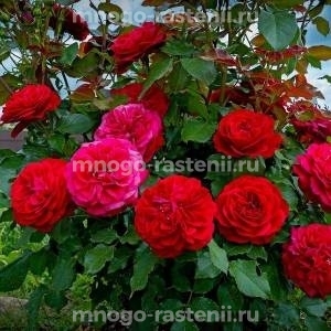 Роза Мона Лиза