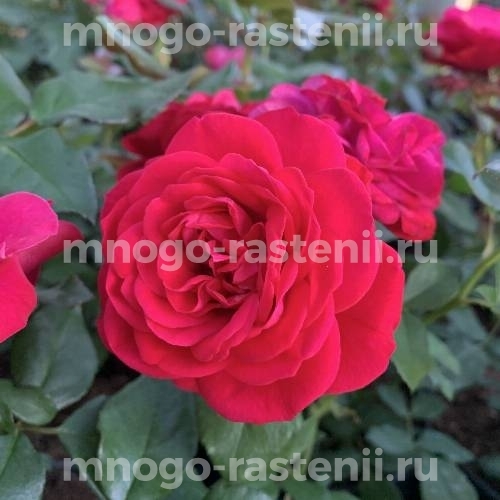 Саженцы Розы Мона Лиза