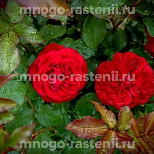Саженцы Розы Мона Лиза