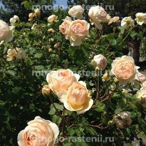 Роза Джуд зе Обскур