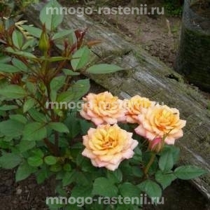 Роза Александра Кордана
