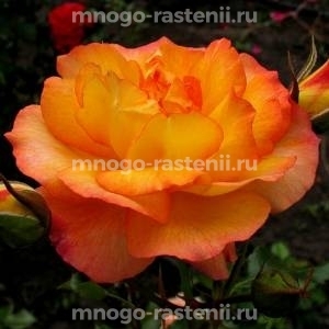Роза Сахара