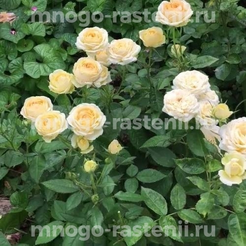 Саженцы розы Александра Кордана