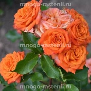Роза Оранж Беби