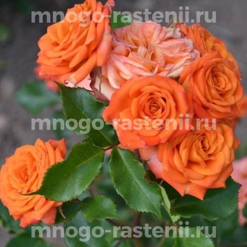 Саженцы розы Оранж Беби