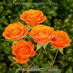 Роза Бейб