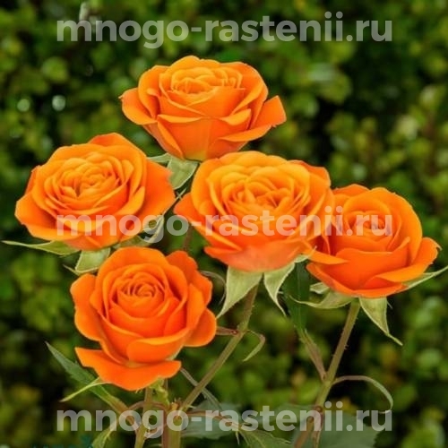 Саженцы розы Бейб
