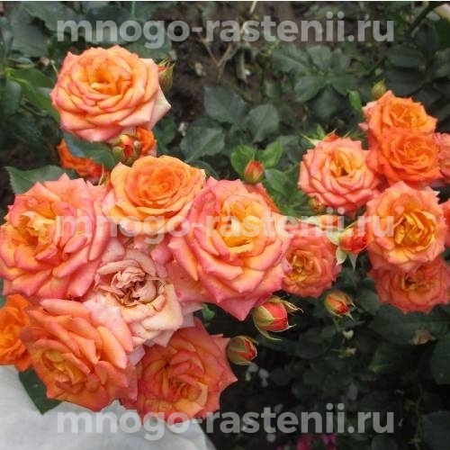Саженцы розы Бейб