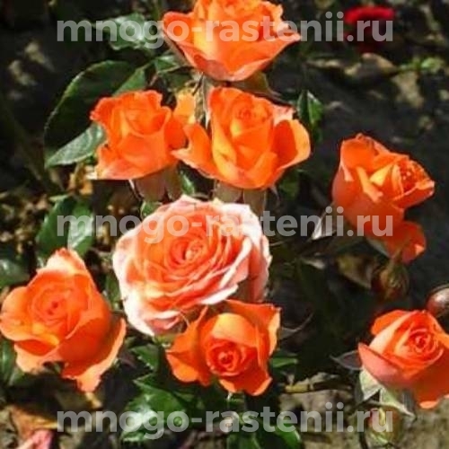Саженцы розы Оранж Беби