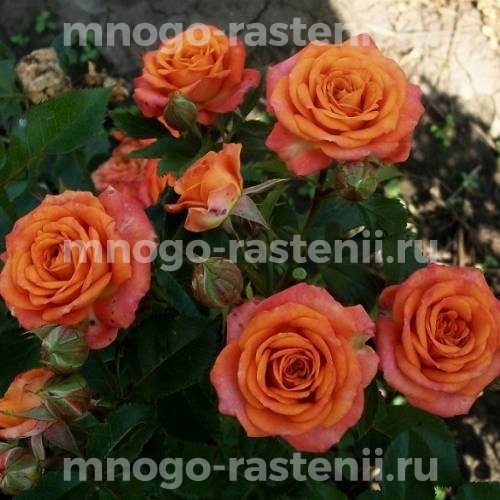 Саженцы розы Оранж Беби