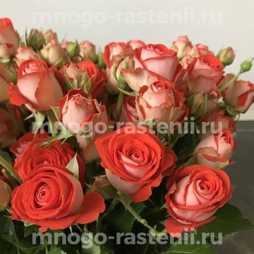 Саженцы розы Зодиак 
